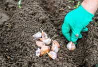 Preparing garlic for planting before winter
