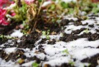 seedlings under the snow