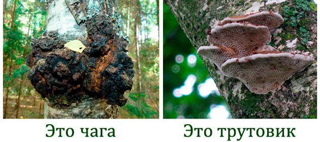 The difference between chaga and tinder fungus