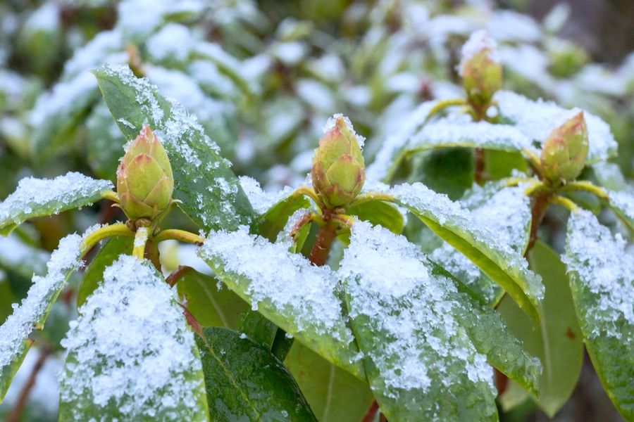 Prírodný rododendron na zimu