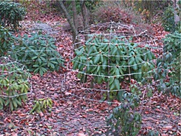 frame voor onderdak rododendron voor de winter