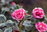 Rosas en invierno