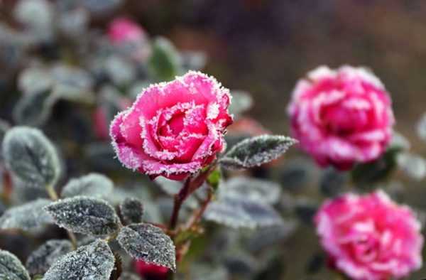 Rózsa télen