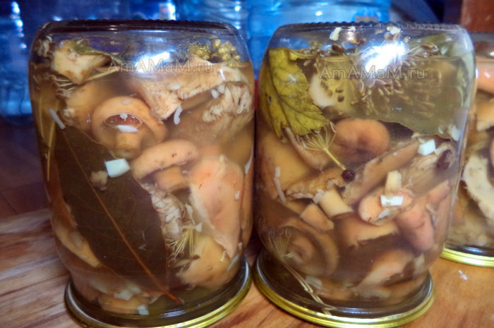 Marinated saffron mushrooms
