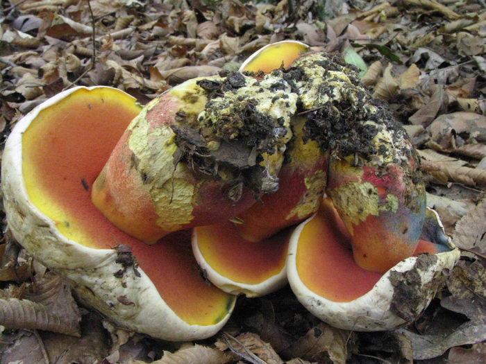 Satanic mushroom