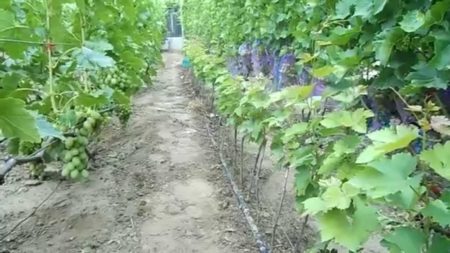 What soil to choose for grapes