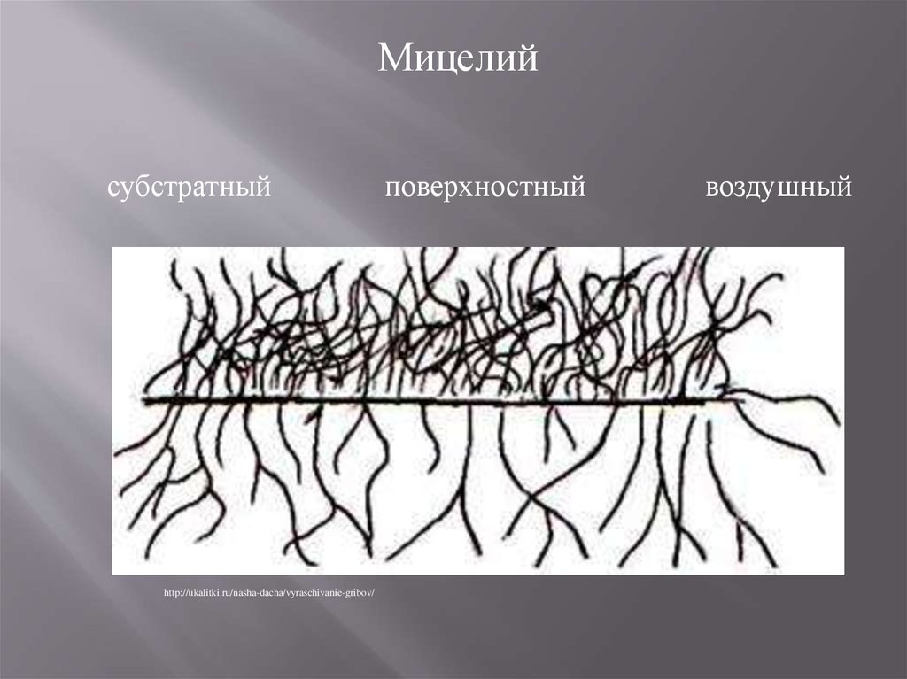 A micélium típusai