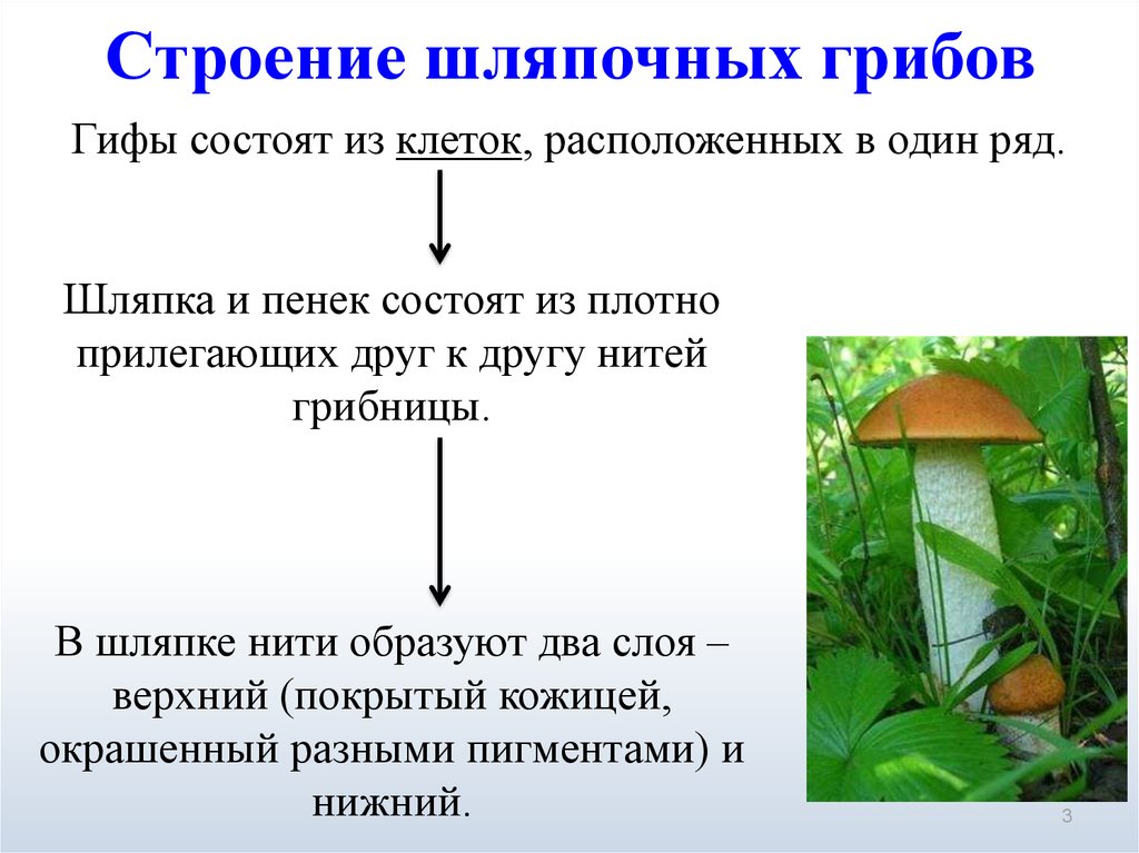 The structure of hat mushrooms