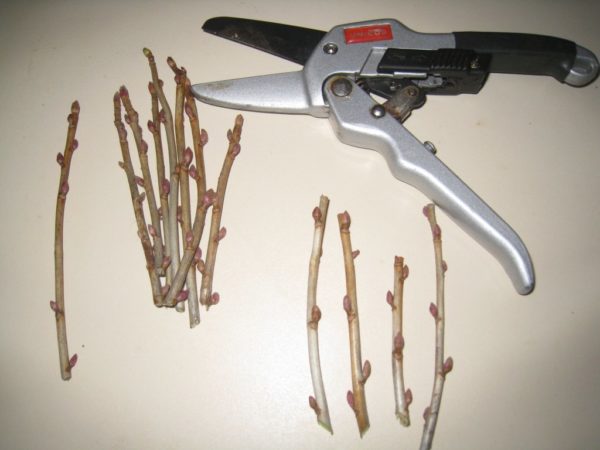 propagate currant cuttings