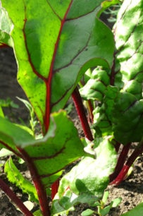 beets on the plot