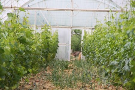 Planting grapes in a greenhouse
