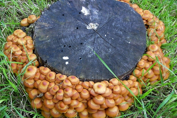 Växande svamp i landet