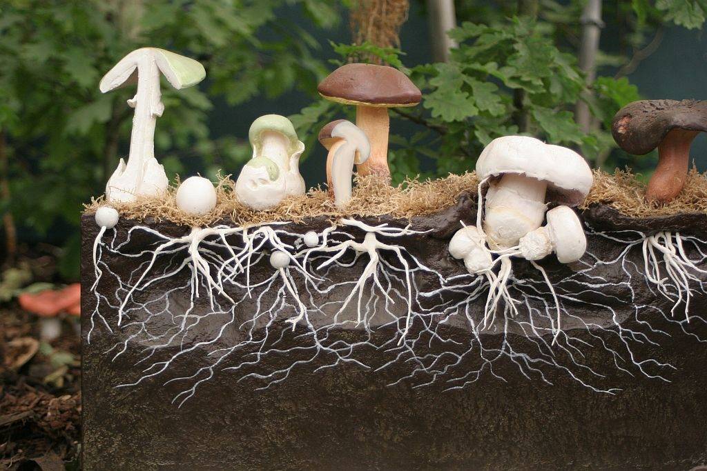 Cueilleur de champignons