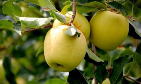 Vintervarianter av äppelträd