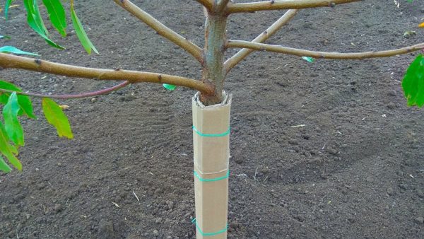 protection de l'écorce des arbres