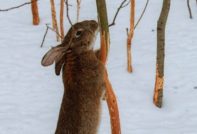 הגנת עצים מפני ארנבות