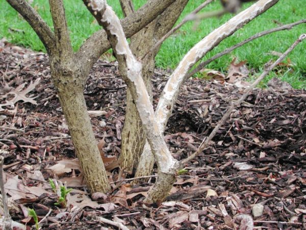 protection des arbres contre les rongeurs