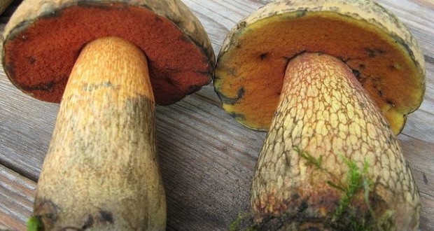 Vzhled houby