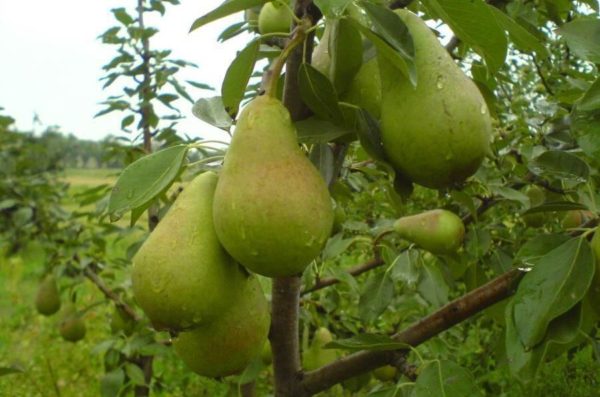 Winter pear