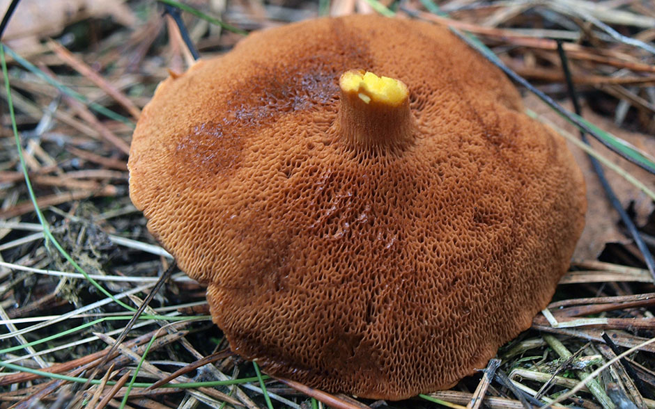 Pepřová houba