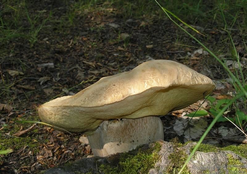 Crimean porcini mushroom