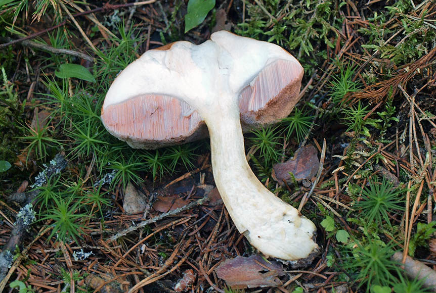 Sekční žlučová houba