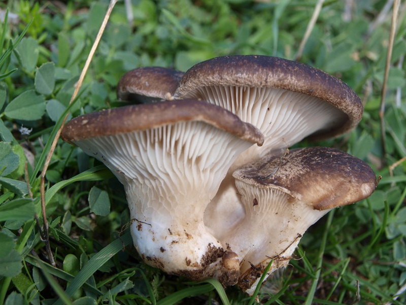 Oyster mushroom steppe