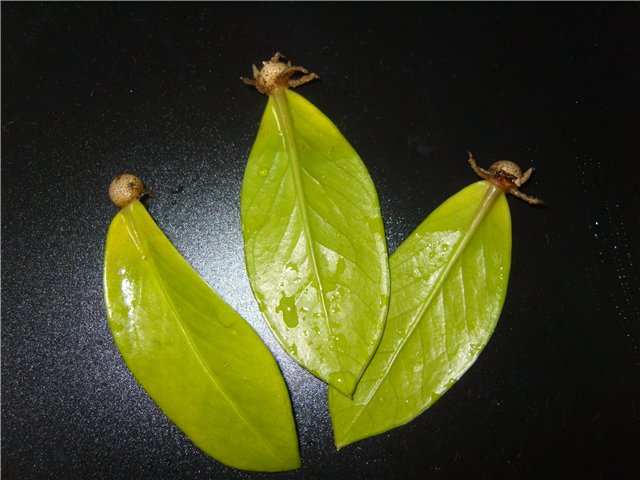 Leaf transplant