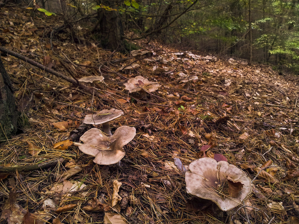 Mushroom place