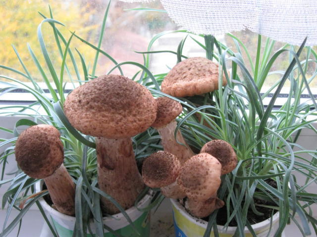 Mushrooms in pots with flowers
