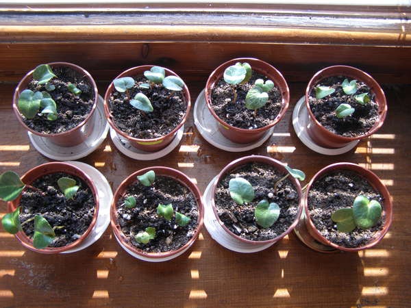 Cyclamen sprouts