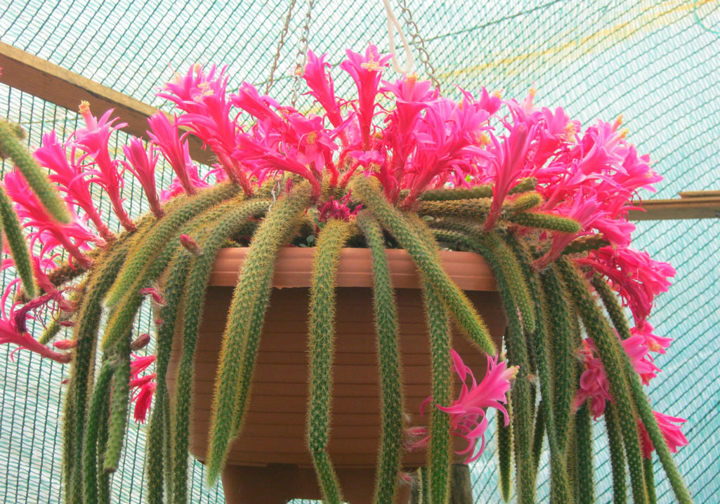 Aporocactus en forma de pestañas