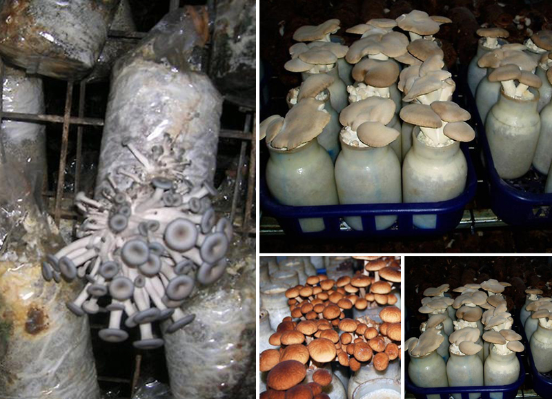 Methods for growing mushrooms