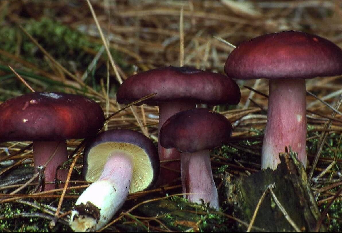 Russula púrpura oscuro