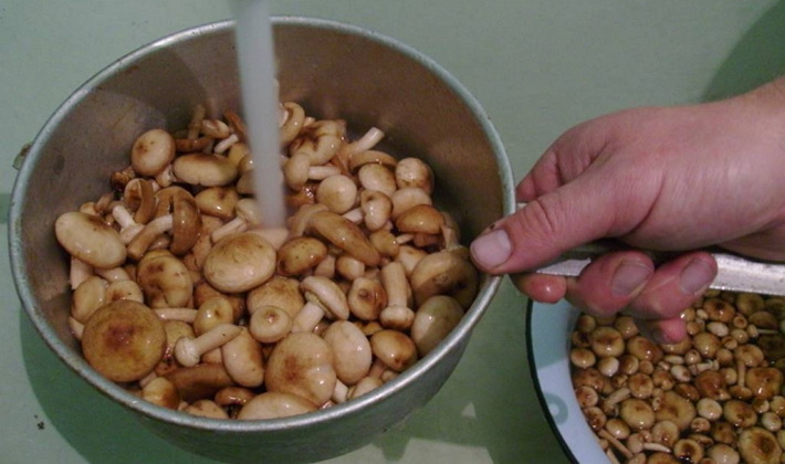 Příprava medových hub na vaření