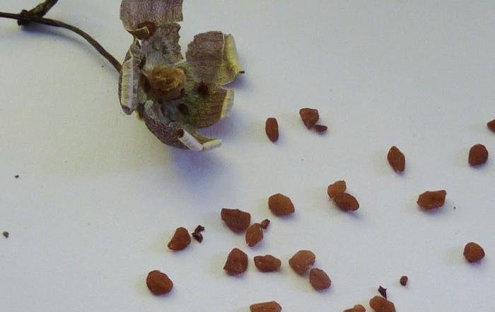 Semințe de ciclamen