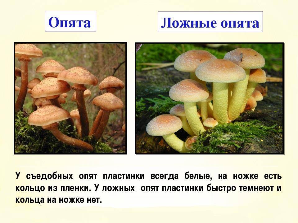 Honey mushrooms are false and edible.
