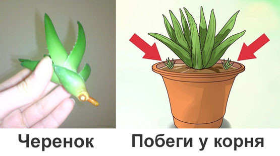 Aloe propagation methods