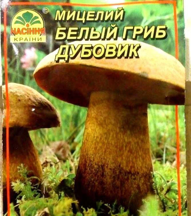 White mushroom mycelium