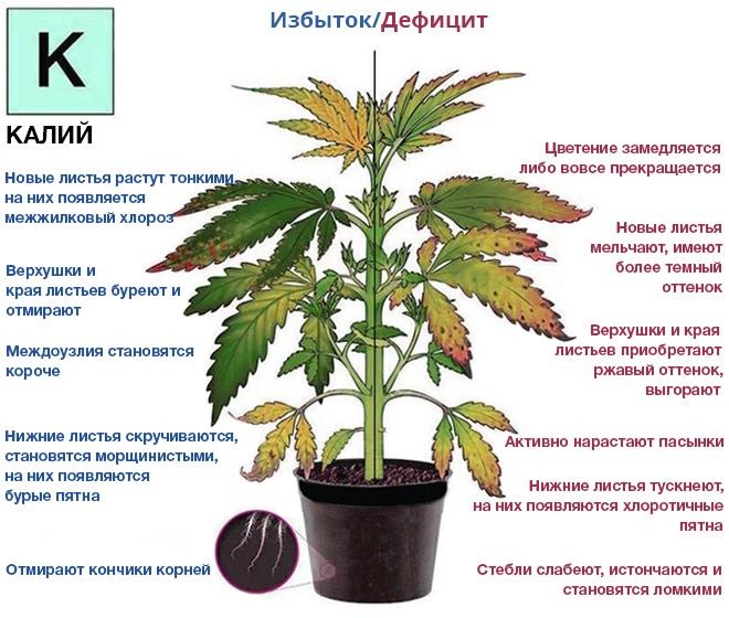 What causes excess and deficiency of potassium in a plant