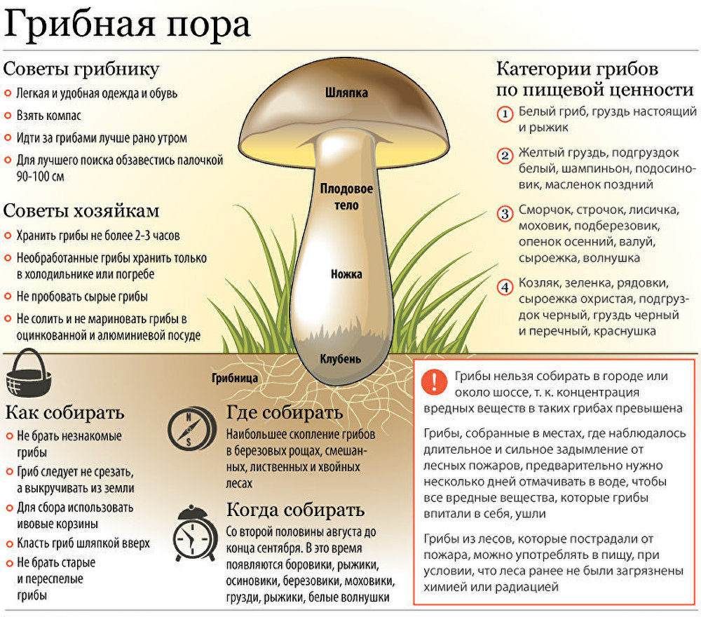 Reguli de culegere a ciupercilor