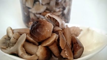 Pickled honey mushrooms