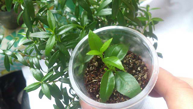 Myrtle propagation by cuttings