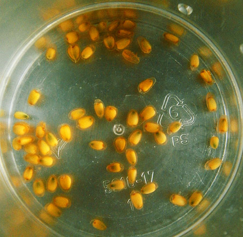 Semințe de Anthurium