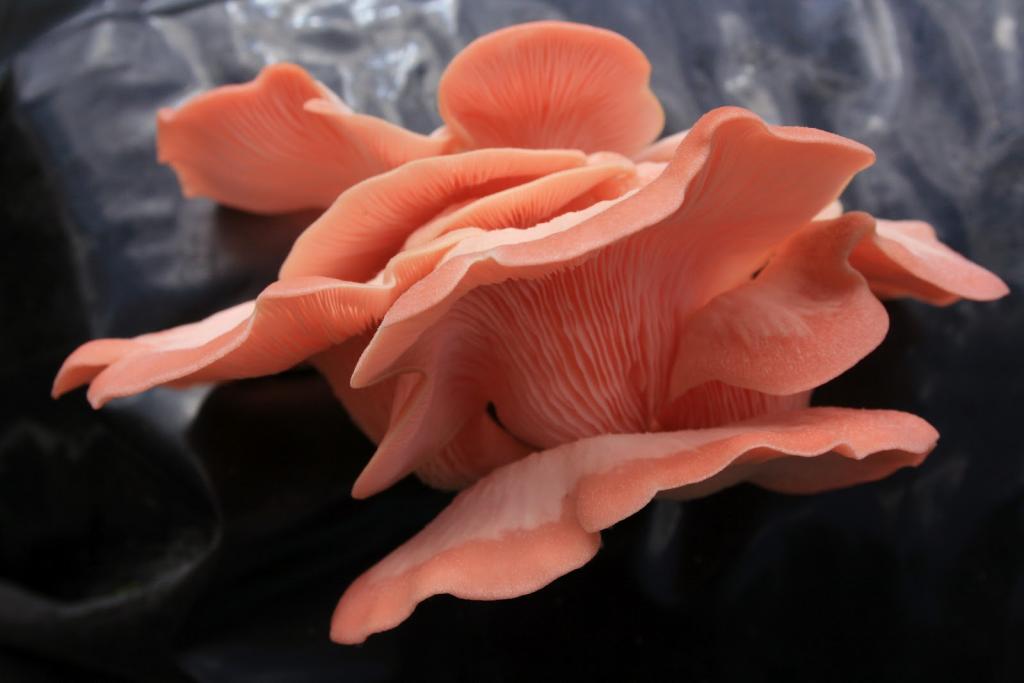 Oyster mushroom pink