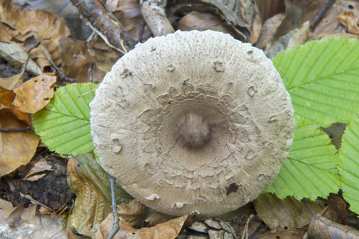 Conrad Mushroom Paraply