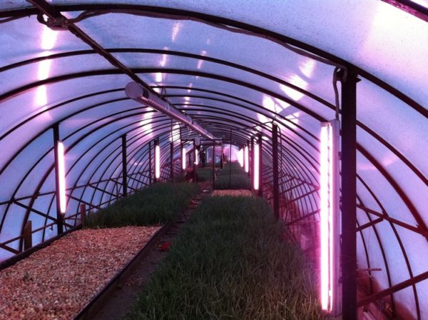 greenhouse lighting in winter