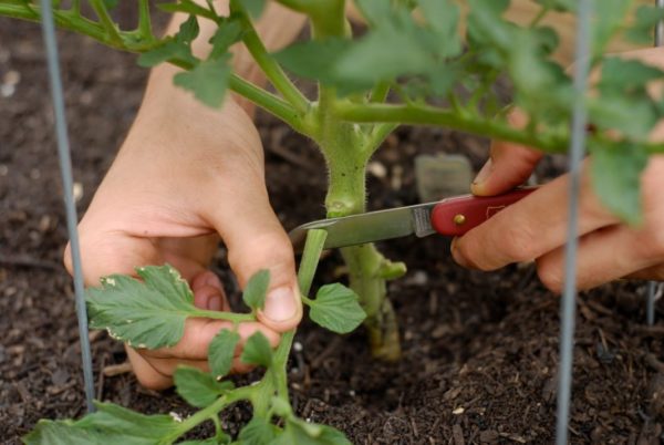 hur man plockar blad från en tomat