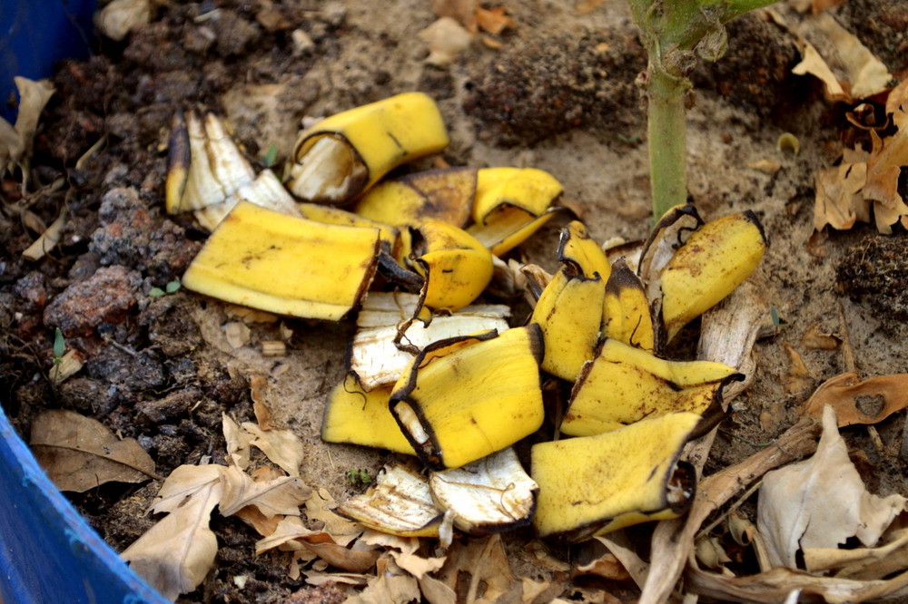 Banana peel as a fertilizer