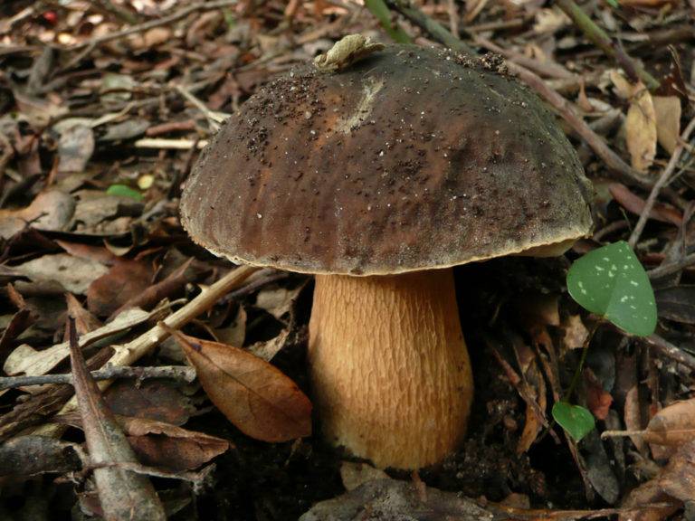 Borová houba